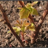 Kako posaditi maline u proljeće: upute korak po korak